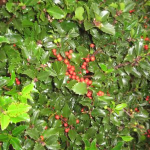 Royal Family (Blue Prince/Blue Princess) Holly (Ilex x meserveae 'Royal Family') - 3 gallon 15"