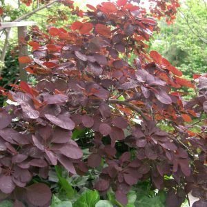 Royal Purple Smokebush (Cotinus coggygria 'Royal Purple') - 3 gallon 15"
