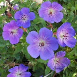 Rozanne™ Cranebill (Geranium x 'Rozanne') - 1 gallon