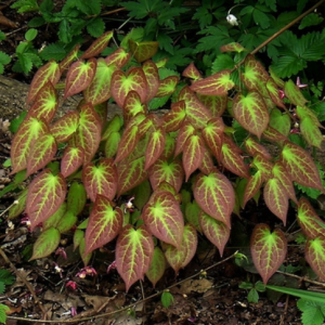 Rubrum Red Barrenwort (Epimedium x 'Rubrum') - 1 gallon