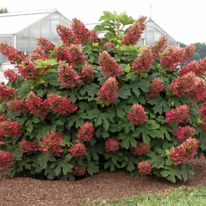 Ruby Slippers Oakleaf Hydrangea (Hydrangea quercifolia 'Ruby Slippers') - 3 gallon 12"