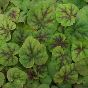 Running Tapestry Foamflower (Tiarella C 'Running Tapestry') - 1 gallon