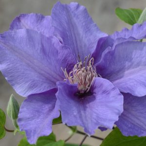 Sacha™ Clematis (Clematis sacha) - half gallon