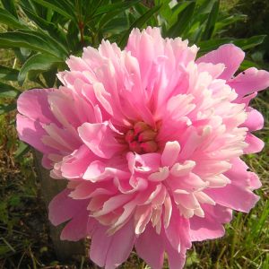 Sarah Bernhardt Peony (Paeonia lactiflora 'Sarah Bernhardt') - 2 gallon