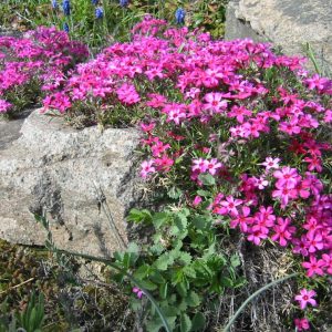 Scarlet Flame Creeping Phlox (Phlox subulata 'Scarlet Flame') - 1 gallon