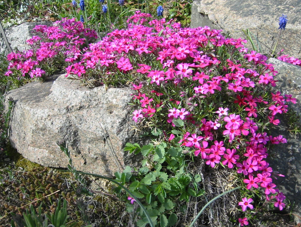 Scarlet Flame Creeping Phlox (Phlox subulata 'Scarlet Flame') - 1 gallon