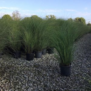 Scout Maiden Grass (Miscanthus 'M. S. Scout') - 3 gallon