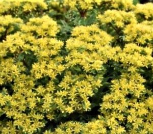 Sedum ROCK 'N LOW™  (Sedum 'Rock N Round Bright Idea') - 1 gallon
