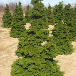 Semi-dwarf Hinoki False Cypress (Chamaecyparis obtusa 'Compacta') - 3 gallon 18"