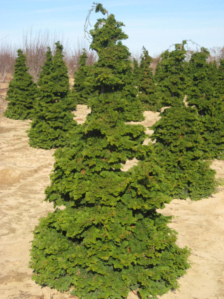 Semi-dwarf Hinoki False Cypress (Chamaecyparis obtusa 'Compacta') - 3 gallon 18"