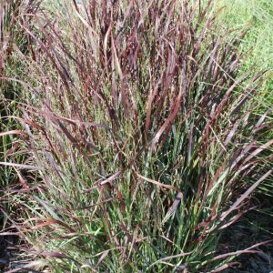 Shenandoah Switch Grass (Panicum virgatum 'Shenandoah') - 3 gallon