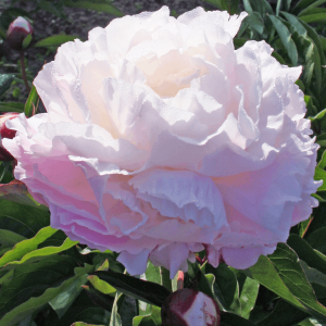 Shirley Temple Peony (Paeonia lactiflora 'Shirley Temple') - 2 gallon