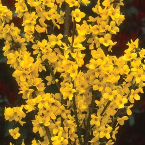 Show Off® Forsythia (Forsythia x intermedia 'Mindor') - 3 gallon 24"