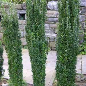 Sky Pencil Holly (Ilex crenata 'Sky Pencil') - 3 gallon 24"