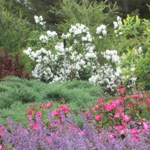 Snow White™ Mockorange (Philadelphus 'Snow Snowwhite Sensation') - 3 gallon 18"