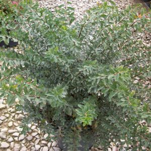 Snowmound Spiraea (Spiraea nipponica 'Snowmound') - 3 gallon 15"