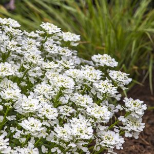 Snowsurfer™ Forte Candytuft (Iberis sempervirens 'Snowsurfer') - 1 gallon