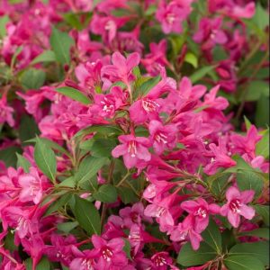 Sonic Bloom® Pink Weigela (Weigela sonic 'Bloom Pink') - 1 gallon