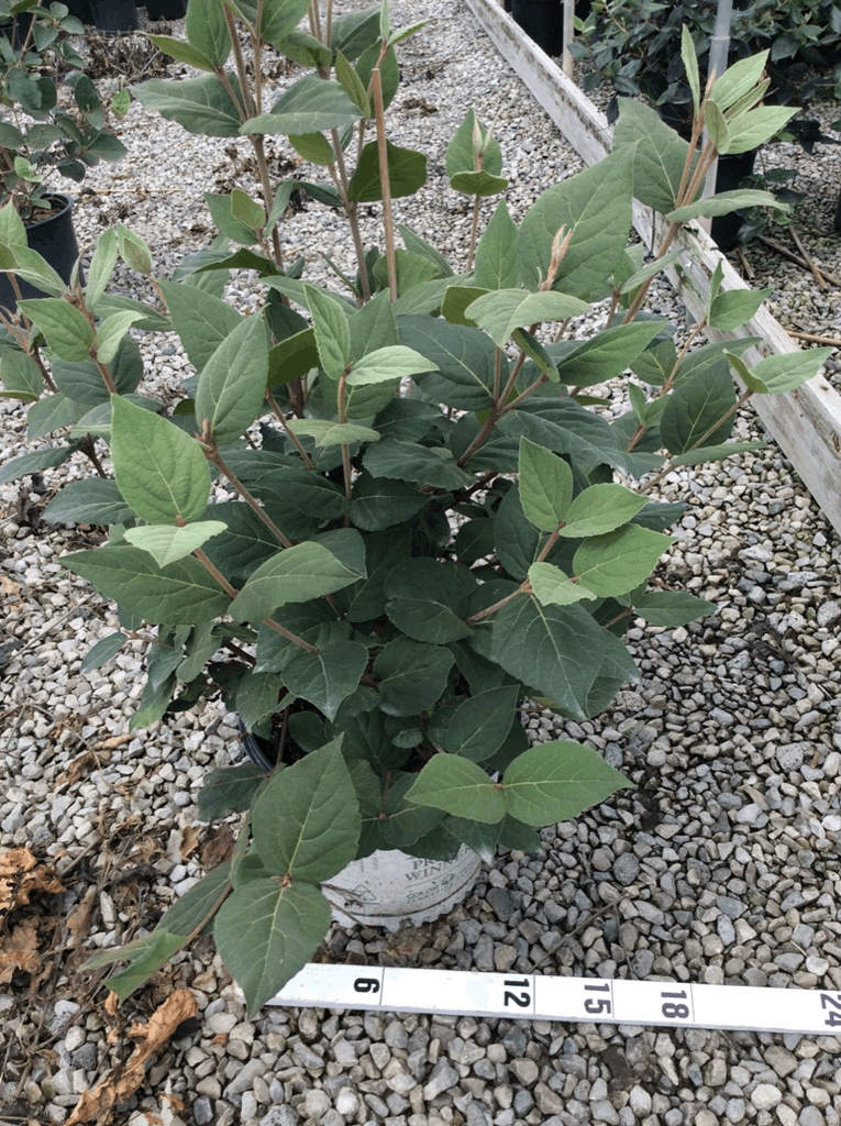 Spice Girl® Korean Spice Viburnum (Viburnum carlesii 'Spice Girl') - 3 gallon 18"