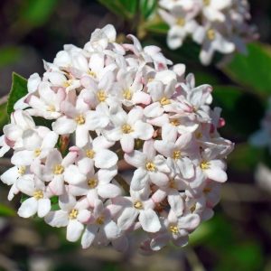 Spice Island® Korean Spice Bush (Viburnum carlesii 'Spice Island') - 3 gallon 15"