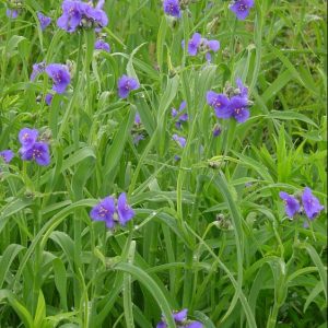 Spiderwort (Tradescantia ohiensis) - 1 gallon