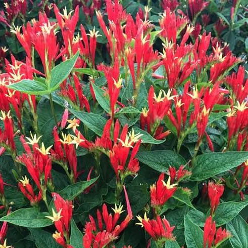 Spigelia Ragin Cajun Indian Pink (Spigelia ragin 'Cajun') - 1 gallon