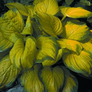 Stained Glass Plantain Lily (Hosta stained 'Stained Glass') - 1 gallon