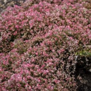 Steel the Show Stonecrop (Sedum steel 'The Show') - 1 gallon