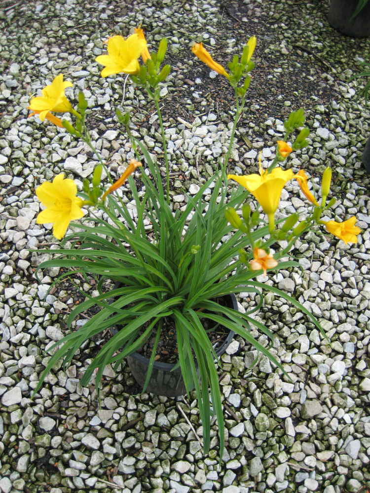 Stella d'Oro Daylily (Hemerocallis stella 'Stella d'Oro') - 1 gallon