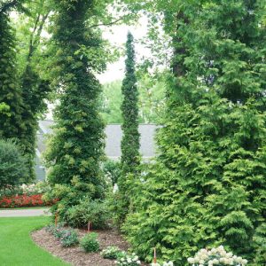 Sting® Arborvitae (Thuja occidentalis 'Sting') - 3 gallon