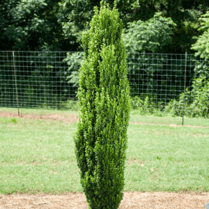 Straight & Narrow® Japanese Holly (Ilex crenata 'Straight And Narrow') - 3 gallon