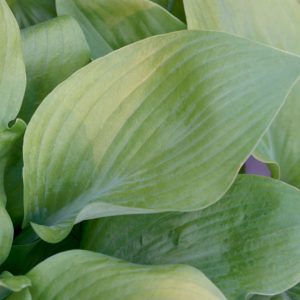 Sum and Substance Plantain Lily (Hosta 'Sum and Substance') - 1 gallon