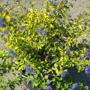 Sunshine Blue® II Bluebeard (Caryopteris sunshine 'Blue Ii') - 2 gallon 12"