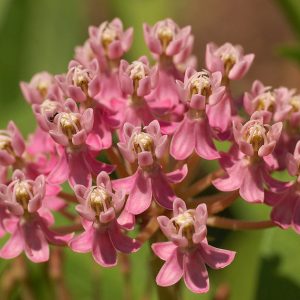 Swamp Milkweed (Asclepias incarnata) - 2 gallon