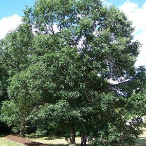 Swamp White Oak (Quercus bicolor) - 3 gallon