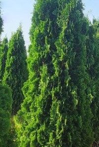 THIN MAN® Arborvitae (Thuja occidentalis 'Thin Man') - 3 gallon 48"
