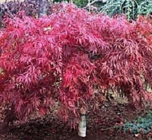 Tamukeyama Japanese Maple (Acer palmatum var. dissectum 'Tamukeyama') - 3 gallon 15"