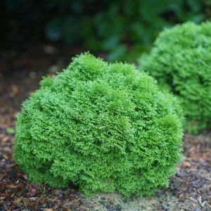 Tater Tot® Arbovitae (Thuja occidentalis 'Tater Tot') - 2 gallon