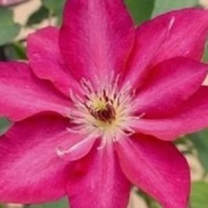 Tekla™ Clematis (Clematis tekla) - 1 gallon