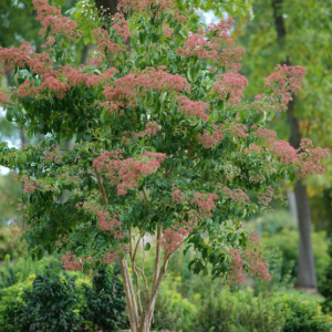 Temple of Bloom® Seven-Son Flower (Heptacodium temple 'Of Bloom') - 3 gallon