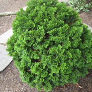 Templehof False Cypress (Chamaecyparis obtusa 'Tempelhof') - 3 gallon 12"