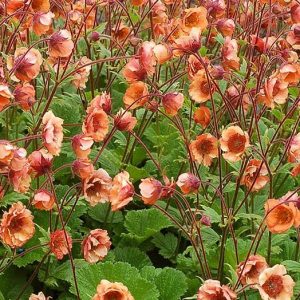 Tempo™ Orange Geum (Geum tempo 'Orange') - 1 gallon