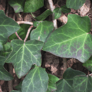Thorndale English Ivy (Hedera helix 'Thorndale') - 1 gallon