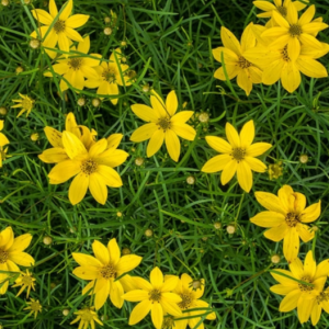 Thread-leaf Tickseed (Coreopsis verticillata) - 1 gallon