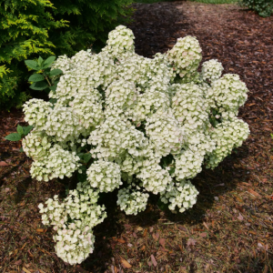 Tiny Quick Fire® Panicle Hydrangea (Hydrangea 'P Tiny Quick Fire') - 2 gallon