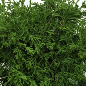 Torulosa Hinoki Falsecypress (Chamaecyparis obtusa 'Torulosa') - 3 gallon 15"