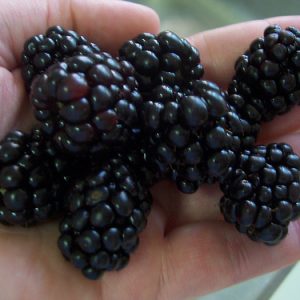 Triple Crown Thornless Blackberry (Rubus fruticosus 'Triple Crown') - 1 gallon 10"