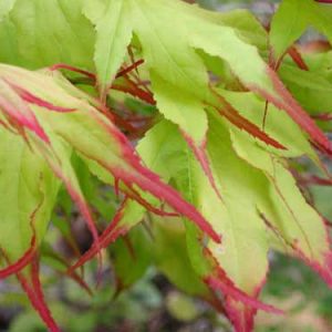 Tsuma Gaki Japanese Maple (Acer palmatum 'Tsuma Gaki') - 3 gallon 18-24"