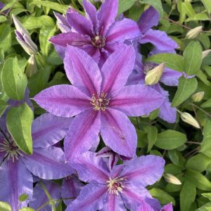Tumaini™ Clematis (Clematis tumaini) - 1 gallon