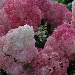 Vanilla Strawberry™ Hydrangea (Hydrangea paniculata 'Renhy') - 3 gallon